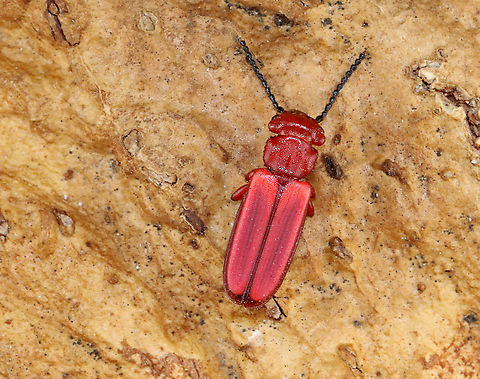 Flat Bark Beetle - Cucujus clavipes I was SHOCKED to see this beetle. It's one of my favorite species and I rarely see it.

Habitat: Streamside in a deciduous forest

*I took it home to photograph
https://www.jungledragon.com/image/111410/flat_bark_beetle_-_cucujus_clavipes.html Cucujus,Cucujus clavipes,Flat Bark Beetle,Geotagged,Spring,United States,beetle,red beetle