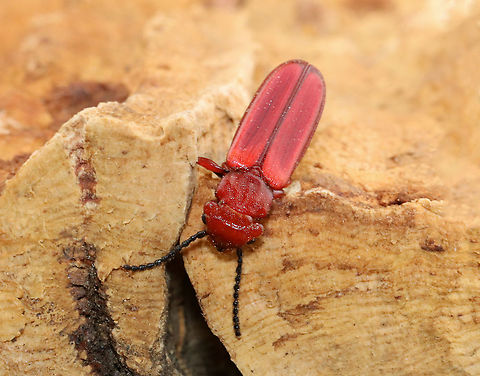 Flat Bark Beetle - Cucujus clavipes I was SHOCKED to see this beetle. It's one of my favorite species and I rarely see it.

Habitat: Streamside in a deciduous forest

*I took it home to photograph
https://www.jungledragon.com/image/111409/flat_bark_beetle_-_cucujus_clavipes.html Cucujus clavipes,Flat Bark Beetle,Geotagged,Spring,United States