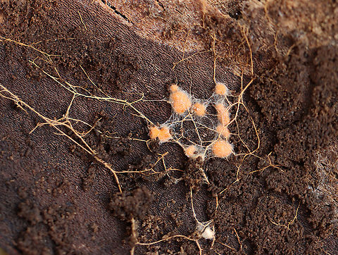 Fungus? Some kind of fungus or slime mold. I'm not sure. Maybe the log has developed neurons.

Habitat: Under the bark of a rotting, deciduous tree; swampy, deciduous forest
https://www.jungledragon.com/image/111422/fungus.html
https://www.jungledragon.com/image/111417/fungus.html Geotagged,Spring,United States,fungus