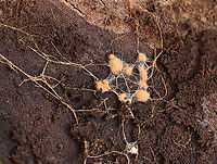 Fungus? Some kind of fungus or slime mold. I'm not sure. Maybe the log has developed neurons.<br />
<br />
Habitat: Under the bark of a rotting, deciduous tree; swampy, deciduous forest<br />
https://www.jungledragon.com/image/111422/fungus.html<br />
https://www.jungledragon.com/image/111417/fungus.html Geotagged,Spring,United States,fungus