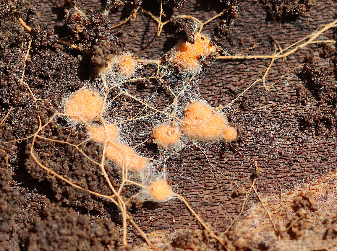 Fungus? Some kind of fungus or slime mold. I&#039;m not sure. Maybe the log has developed neurons.<br />
<br />
Habitat: Under the bark of a rotting, deciduous tree; swampy, deciduous forest<br />
<figure class="photo"><a href="https://www.jungledragon.com/image/111422/fungus.html" title="Fungus?"><img src="https://s3.amazonaws.com/media.jungledragon.com/images/3232/111422_thumb.jpg?AWSAccessKeyId=05GMT0V3GWVNE7GGM1R2&Expires=1759968010&Signature=0X40MjcS1dkhim1VpB0i%2FW%2BxMk4%3D" width="200" height="138" alt="Fungus? Some kind of fungus or slime mold. I&#039;m not sure. Maybe the log has developed neurons.<br />
<br />
Habitat: Under the bark of a rotting, deciduous tree; swampy, deciduous forest<br />
https://www.jungledragon.com/image/111417/fungus.html<br />
https://www.jungledragon.com/image/111412/fungus.html Geotagged,Spring,United States" /></a></figure><br />
<figure class="photo"><a href="https://www.jungledragon.com/image/111412/fungus.html" title="Fungus?"><img src="https://s3.amazonaws.com/media.jungledragon.com/images/3232/111412_thumb.jpg?AWSAccessKeyId=05GMT0V3GWVNE7GGM1R2&Expires=1759968010&Signature=ZWjB4hwsgSr5w0J1M2k5EoQUcwU%3D" width="200" height="152" alt="Fungus? Some kind of fungus or slime mold. I&#039;m not sure. Maybe the log has developed neurons.<br />
<br />
Habitat: Under the bark of a rotting, deciduous tree; swampy, deciduous forest<br />
https://www.jungledragon.com/image/111422/fungus.html<br />
https://www.jungledragon.com/image/111417/fungus.html Geotagged,Spring,United States,fungus" /></a></figure> Geotagged,Spring,United States