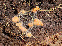 Fungus? Some kind of fungus or slime mold. I'm not sure. Maybe the log has developed neurons.<br />
<br />
Habitat: Under the bark of a rotting, deciduous tree; swampy, deciduous forest<br />
https://www.jungledragon.com/image/111422/fungus.html<br />
https://www.jungledragon.com/image/111412/fungus.html Geotagged,Spring,United States