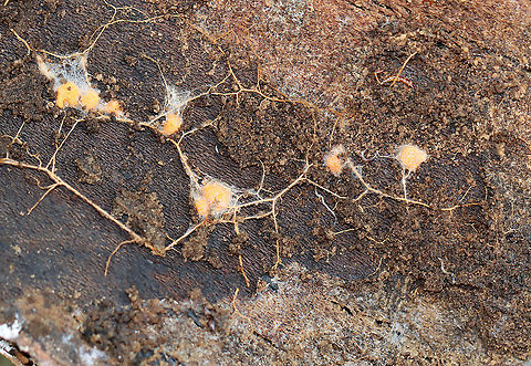 Fungus? Some kind of fungus or slime mold. I'm not sure. Maybe the log has developed neurons.

Habitat: Under the bark of a rotting, deciduous tree; swampy, deciduous forest
https://www.jungledragon.com/image/111417/fungus.html
https://www.jungledragon.com/image/111412/fungus.html Geotagged,Spring,United States