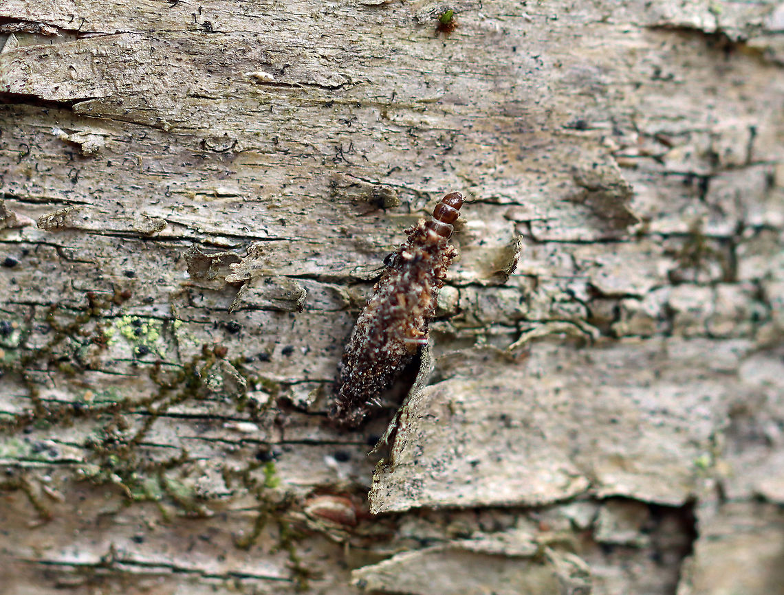 Bagworm - Subfamily Naryciinae or Tineinae?? I was inspecting the lichens on the bark of this tree, when this tiny bagworm caught my eye. It's case was constructed from sand, insect bits, and I'm not sure what else.<br />
<br />
Habitat: Birch tree; mixed forest<br />
<figure class="photo"><a href="https://www.jungledragon.com/image/111425/bagworm_-_subfamily_naryciinae_or_tineinae.html" title="Bagworm - Subfamily Naryciinae or Tineinae??"><img src="https://s3.amazonaws.com/media.jungledragon.com/images/3232/111425_thumb.jpg?AWSAccessKeyId=05GMT0V3GWVNE7GGM1R2&Expires=1769040010&Signature=SgLRVAnkMbcTJfPJvns0wCzLvBg%3D" width="200" height="142" alt="Bagworm - Subfamily Naryciinae or Tineinae?? I was inspecting the lichens on the bark of this tree, when this tiny bagworm caught my eye. It's case was constructed from sand, insect bits, and I'm not sure what else.<br />
<br />
Habitat: Birch tree; mixed forest<br />
https://www.jungledragon.com/image/111424/bagworm_-_subfamily_naryciinae_or_tineinae.html<br />
https://www.jungledragon.com/image/111423/bagworm_-_subfamily_naryciinae_or_tineinae.html Geotagged,Spring,United States" /></a></figure><br />
<figure class="photo"><a href="https://www.jungledragon.com/image/111424/bagworm_-_subfamily_naryciinae_or_tineinae.html" title="Bagworm - Subfamily Naryciinae or Tineinae??"><img src="https://s3.amazonaws.com/media.jungledragon.com/images/3232/111424_thumb.jpg?AWSAccessKeyId=05GMT0V3GWVNE7GGM1R2&Expires=1769040010&Signature=iLwSPg8s%2BFQhWvwr1IKSa0bY5kk%3D" width="122" height="152" alt="Bagworm - Subfamily Naryciinae or Tineinae?? I was inspecting the lichens on the bark of this tree, when this tiny bagworm caught my eye. It's case was constructed from sand, insect bits, and I'm not sure what else.<br />
<br />
Habitat: Birch tree; mixed forest<br />
https://www.jungledragon.com/image/111423/bagworm_-_subfamily_naryciinae_or_tineinae.html<br />
https://www.jungledragon.com/image/111425/bagworm_-_subfamily_naryciinae_or_tineinae.html Geotagged,Spring,United States" /></a></figure> Geotagged,Spring,United States,bagworm