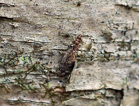 Bagworm - Subfamily Naryciinae or Tineinae?? I was inspecting the lichens on the bark of this tree, when this tiny bagworm caught my eye. It's case was constructed from sand, insect bits, and I'm not sure what else.

Habitat: Birch tree; mixed forest
https://www.jungledragon.com/image/111425/bagworm_-_subfamily_naryciinae_or_tineinae.html
https://www.jungledragon.com/image/111424/bagworm_-_subfamily_naryciinae_or_tineinae.html Geotagged,Spring,United States,bagworm