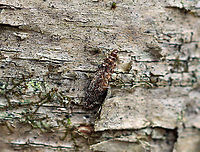 Bagworm - Subfamily Naryciinae or Tineinae?? I was inspecting the lichens on the bark of this tree, when this tiny bagworm caught my eye. It's case was constructed from sand, insect bits, and I'm not sure what else.<br />
<br />
Habitat: Birch tree; mixed forest<br />
https://www.jungledragon.com/image/111425/bagworm_-_subfamily_naryciinae_or_tineinae.html<br />
https://www.jungledragon.com/image/111424/bagworm_-_subfamily_naryciinae_or_tineinae.html Geotagged,Spring,United States,bagworm