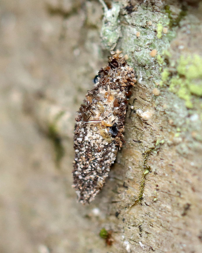 Bagworm - Subfamily Naryciinae or Tineinae?? I was inspecting the lichens on the bark of this tree, when this tiny bagworm caught my eye. It's case was constructed from sand, insect bits, and I'm not sure what else.<br />
<br />
Habitat: Birch tree; mixed forest<br />
<figure class="photo"><a href="https://www.jungledragon.com/image/111423/bagworm_-_subfamily_naryciinae_or_tineinae.html" title="Bagworm - Subfamily Naryciinae or Tineinae??"><img src="https://s3.amazonaws.com/media.jungledragon.com/images/3232/111423_thumb.jpg?AWSAccessKeyId=05GMT0V3GWVNE7GGM1R2&Expires=1769040010&Signature=LlHK0gqgNKTGPjuEKdIaJiFeztE%3D" width="200" height="152" alt="Bagworm - Subfamily Naryciinae or Tineinae?? I was inspecting the lichens on the bark of this tree, when this tiny bagworm caught my eye. It's case was constructed from sand, insect bits, and I'm not sure what else.<br />
<br />
Habitat: Birch tree; mixed forest<br />
https://www.jungledragon.com/image/111425/bagworm_-_subfamily_naryciinae_or_tineinae.html<br />
https://www.jungledragon.com/image/111424/bagworm_-_subfamily_naryciinae_or_tineinae.html Geotagged,Spring,United States,bagworm" /></a></figure><br />
<figure class="photo"><a href="https://www.jungledragon.com/image/111425/bagworm_-_subfamily_naryciinae_or_tineinae.html" title="Bagworm - Subfamily Naryciinae or Tineinae??"><img src="https://s3.amazonaws.com/media.jungledragon.com/images/3232/111425_thumb.jpg?AWSAccessKeyId=05GMT0V3GWVNE7GGM1R2&Expires=1769040010&Signature=SgLRVAnkMbcTJfPJvns0wCzLvBg%3D" width="200" height="142" alt="Bagworm - Subfamily Naryciinae or Tineinae?? I was inspecting the lichens on the bark of this tree, when this tiny bagworm caught my eye. It's case was constructed from sand, insect bits, and I'm not sure what else.<br />
<br />
Habitat: Birch tree; mixed forest<br />
https://www.jungledragon.com/image/111424/bagworm_-_subfamily_naryciinae_or_tineinae.html<br />
https://www.jungledragon.com/image/111423/bagworm_-_subfamily_naryciinae_or_tineinae.html Geotagged,Spring,United States" /></a></figure> Geotagged,Spring,United States