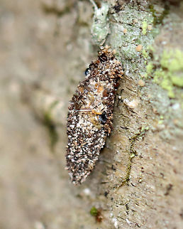 Bagworm - Subfamily Naryciinae or Tineinae?? I was inspecting the lichens on the bark of this tree, when this tiny bagworm caught my eye. It's case was constructed from sand, insect bits, and I'm not sure what else.

Habitat: Birch tree; mixed forest
https://www.jungledragon.com/image/111423/bagworm_-_subfamily_naryciinae_or_tineinae.html
https://www.jungledragon.com/image/111425/bagworm_-_subfamily_naryciinae_or_tineinae.html Geotagged,Spring,United States