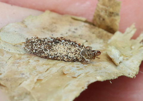 Bagworm - Subfamily Naryciinae or Tineinae?? I was inspecting the lichens on the bark of this tree, when this tiny bagworm caught my eye. It's case was constructed from sand, insect bits, and I'm not sure what else.

Habitat: Birch tree; mixed forest
https://www.jungledragon.com/image/111424/bagworm_-_subfamily_naryciinae_or_tineinae.html
https://www.jungledragon.com/image/111423/bagworm_-_subfamily_naryciinae_or_tineinae.html Geotagged,Spring,United States