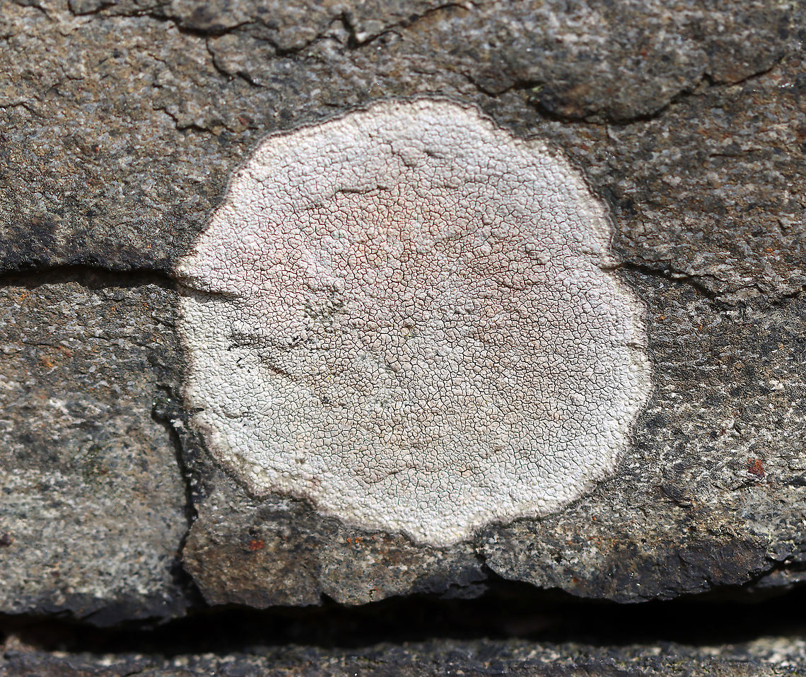 Lichen - Aspicilia sp. Not sure of the ID yet.<br />
<br />
Substrate: Rock wall Aspicilia,Geotagged,Spring,United States,lichen