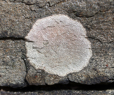 Lichen - Aspicilia sp. Not sure of the ID yet.

Substrate: Rock wall Aspicilia,Geotagged,Spring,United States,lichen