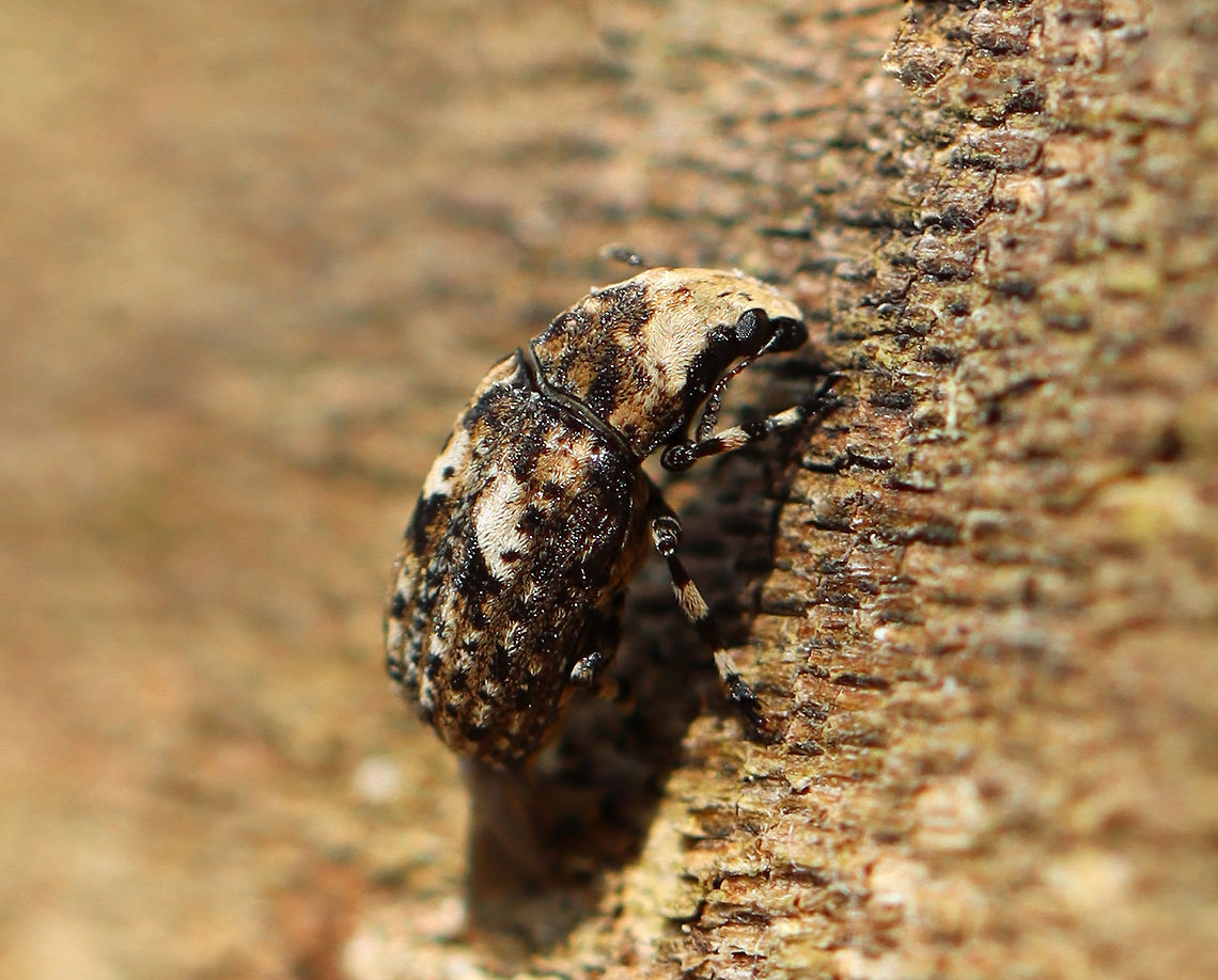 Marbled Fungus Weevil - Euparius marmoreus Habitat: Spotted on shelf fungus; streamside<br />
<figure class="photo"><a href="https://www.jungledragon.com/image/111431/marbled_fungus_weevil_-_euparius_marmoreus.html" title="Marbled Fungus Weevil - Euparius marmoreus"><img src="https://s3.amazonaws.com/media.jungledragon.com/images/3232/111431_thumb.jpg?AWSAccessKeyId=05GMT0V3GWVNE7GGM1R2&Expires=1759968010&Signature=eD4espO%2BFLaYUop9Kr6VybhoL%2BQ%3D" width="200" height="146" alt="Marbled Fungus Weevil - Euparius marmoreus Habitat: Spotted on shelf fungus; streamside<br />
https://www.jungledragon.com/image/111430/weevil_-_euparius_marmoreus.html Euparius marmoreus,Geotagged,Marbled Fungus Weevil,Spring,United States" /></a></figure> Euparius,Euparius marmoreus,Geotagged,Spring,United States,beetle,weevil