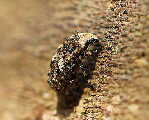 Marbled Fungus Weevil - Euparius marmoreus Habitat: Spotted on shelf fungus; streamside
https://www.jungledragon.com/image/111431/weevil_-_euparius_marmoreus.html Euparius,Euparius marmoreus,Geotagged,Spring,United States,beetle,weevil