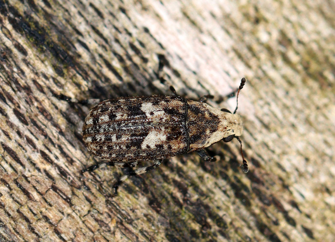 Marbled Fungus Weevil - Euparius marmoreus Habitat: Spotted on shelf fungus; streamside<br />
<figure class="photo"><a href="https://www.jungledragon.com/image/111430/marbled_fungus_weevil_-_euparius_marmoreus.html" title="Marbled Fungus Weevil - Euparius marmoreus"><img src="https://s3.amazonaws.com/media.jungledragon.com/images/3232/111430_thumb.jpg?AWSAccessKeyId=05GMT0V3GWVNE7GGM1R2&Expires=1763596810&Signature=XOK4Dt0D%2F4S9q%2FjVguzEhuzSQ1I%3D" width="200" height="162" alt="Marbled Fungus Weevil - Euparius marmoreus Habitat: Spotted on shelf fungus; streamside<br />
https://www.jungledragon.com/image/111431/weevil_-_euparius_marmoreus.html Euparius,Euparius marmoreus,Geotagged,Spring,United States,beetle,weevil" /></a></figure> Euparius marmoreus,Geotagged,Marbled Fungus Weevil,Spring,United States