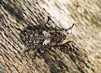 Marbled Fungus Weevil - Euparius marmoreus Habitat: Spotted on shelf fungus; streamside<br />
https://www.jungledragon.com/image/111430/weevil_-_euparius_marmoreus.html Euparius marmoreus,Geotagged,Marbled Fungus Weevil,Spring,United States