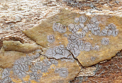 Lichen or Fungus? Possibly Peniophora sp. Some kind of gray lichen or fungus.

Substrate: Growing on a mostly decorticated, fallen sycamore.
https://www.jungledragon.com/image/111433/lichen_or_fungus.html Geotagged,Peniophora,Spring,United States,fungus,lichen
