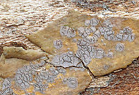 Lichen or Fungus? Possibly Peniophora sp. Some kind of gray lichen or fungus.<br />
<br />
Substrate: Growing on a mostly decorticated, fallen sycamore.<br />
https://www.jungledragon.com/image/111433/lichen_or_fungus.html Geotagged,Peniophora,Spring,United States,fungus,lichen