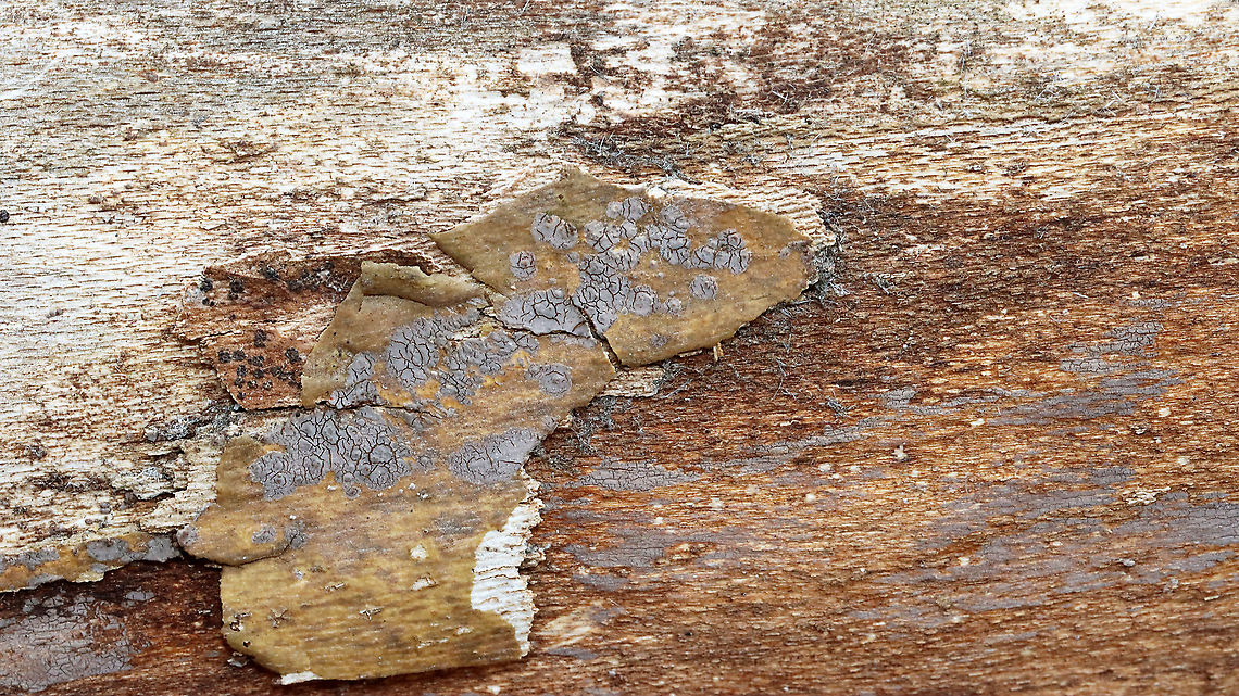 Lichen or Fungus? Possibly Peniophora sp. Some kind of gray lichen or fungus.<br />
<br />
Substrate: Growing on a mostly decorticated, fallen sycamore.<br />
<figure class="photo"><a href="https://www.jungledragon.com/image/111432/lichen_or_fungus_possibly_peniophora_sp.html" title="Lichen or Fungus? Possibly Peniophora sp."><img src="https://s3.amazonaws.com/media.jungledragon.com/images/3232/111432_thumb.jpg?AWSAccessKeyId=05GMT0V3GWVNE7GGM1R2&Expires=1763596810&Signature=R1Yir0dwhxg%2Bq%2BF%2FXeqeZICVcwA%3D" width="200" height="138" alt="Lichen or Fungus? Possibly Peniophora sp. Some kind of gray lichen or fungus.<br />
<br />
Substrate: Growing on a mostly decorticated, fallen sycamore.<br />
https://www.jungledragon.com/image/111433/lichen_or_fungus.html Geotagged,Peniophora,Spring,United States,fungus,lichen" /></a></figure> Geotagged,Peniophora,Spring,United States