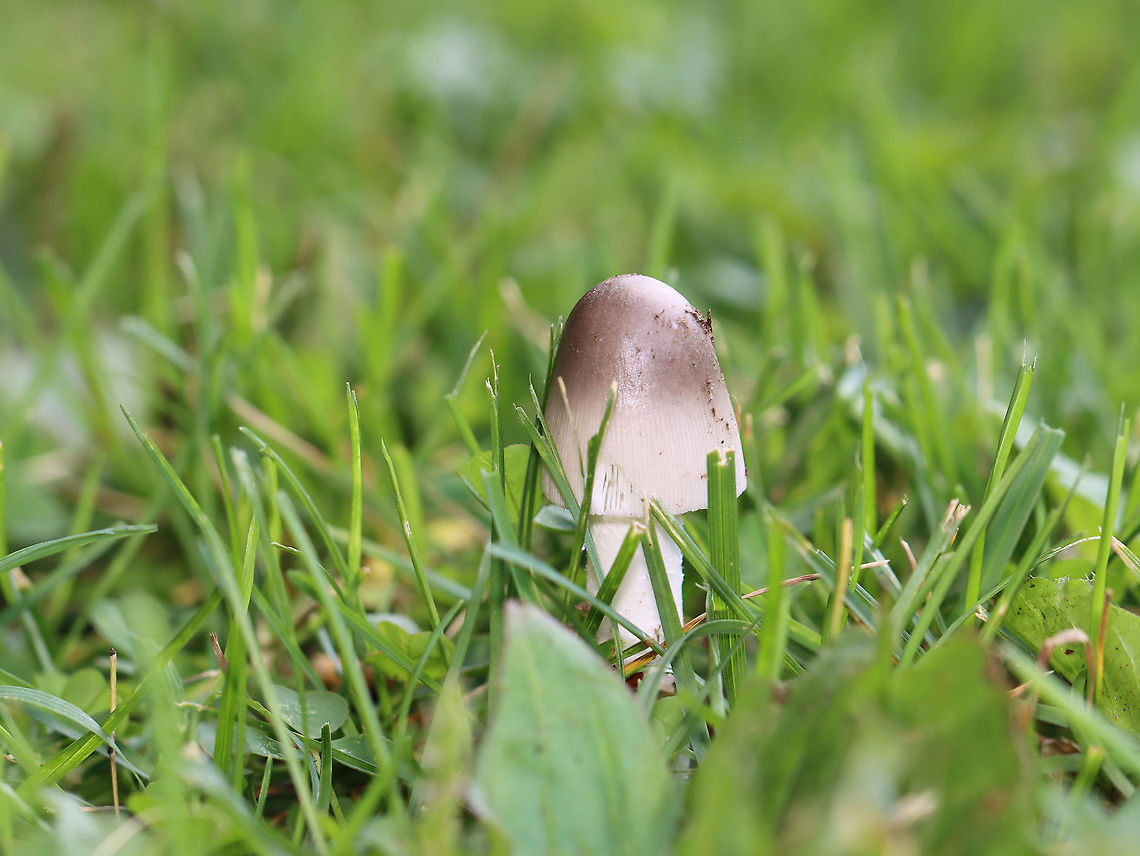 Mushroom - Agaricales Not sure of an ID yet.<br />
<br />
Habitat: Shady, grassy spot<br />
<figure class="photo"><a href="https://www.jungledragon.com/image/111489/mushroom_-_agaricales.html" title="Mushroom - Agaricales"><img src="https://s3.amazonaws.com/media.jungledragon.com/images/3232/111489_thumb.jpg?AWSAccessKeyId=05GMT0V3GWVNE7GGM1R2&Expires=1759968010&Signature=iIrEB%2FH5fSCt44fcZWIh38uEEgU%3D" width="138" height="152" alt="Mushroom - Agaricales Not sure of an ID yet.<br />
<br />
Habitat: Shady, grassy spot<br />
https://www.jungledragon.com/image/111487/mushroom_-_agaricales.html<br />
https://www.jungledragon.com/image/111493/mushroom_-_agaricales.html Geotagged,Summer,United States" /></a></figure><br />
<figure class="photo"><a href="https://www.jungledragon.com/image/111493/mushroom_-_agaricales.html" title="Mushroom - Agaricales"><img src="https://s3.amazonaws.com/media.jungledragon.com/images/3232/111493_thumb.jpg?AWSAccessKeyId=05GMT0V3GWVNE7GGM1R2&Expires=1759968010&Signature=2Ue%2F4nvrD6LAhfkzeJxgk3ZrRUo%3D" width="102" height="152" alt="Mushroom - Agaricales Not sure of an ID yet.<br />
<br />
Habitat: Shady, grassy spot<br />
https://www.jungledragon.com/image/111487/mushroom_-_agaricales.html<br />
https://www.jungledragon.com/image/111489/mushroom_-_agaricales.html Geotagged,Summer,United States" /></a></figure><br />
 Agaricales,Geotagged,Summer,United States,fungus,mushroom
