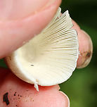 Mushroom - Agaricales Not sure of an ID yet.<br />
<br />
Habitat: Shady, grassy spot<br />
https://www.jungledragon.com/image/111487/mushroom_-_agaricales.html<br />
https://www.jungledragon.com/image/111493/mushroom_-_agaricales.html Geotagged,Summer,United States