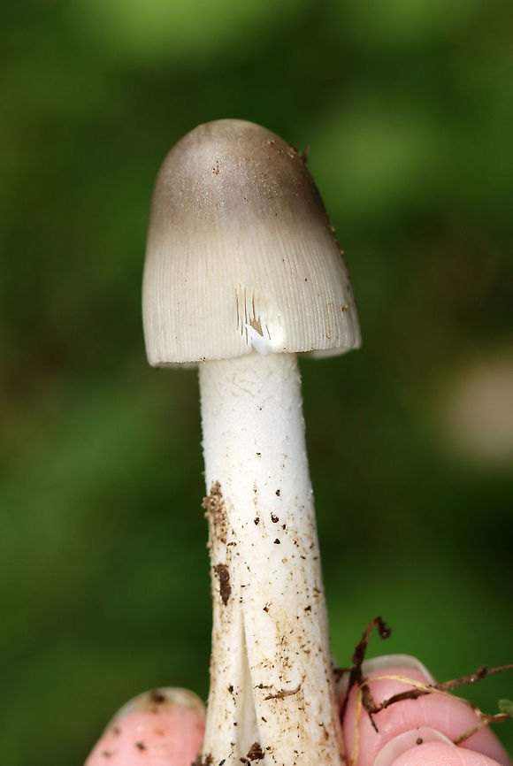 Mushroom - Agaricales Not sure of an ID yet.<br />
<br />
Habitat: Shady, grassy spot<br />
<figure class="photo"><a href="https://www.jungledragon.com/image/111487/mushroom_-_agaricales.html" title="Mushroom - Agaricales"><img src="https://s3.amazonaws.com/media.jungledragon.com/images/3232/111487_thumb.jpg?AWSAccessKeyId=05GMT0V3GWVNE7GGM1R2&Expires=1759968010&Signature=uz9vAvWrCfEMPJU36u0AhuhytEQ%3D" width="200" height="152" alt="Mushroom - Agaricales Not sure of an ID yet.<br />
<br />
Habitat: Shady, grassy spot<br />
https://www.jungledragon.com/image/111489/mushroom_-_agaricales.html<br />
https://www.jungledragon.com/image/111493/mushroom_-_agaricales.html<br />
 Agaricales,Geotagged,Summer,United States,fungus,mushroom" /></a></figure><br />
<figure class="photo"><a href="https://www.jungledragon.com/image/111489/mushroom_-_agaricales.html" title="Mushroom - Agaricales"><img src="https://s3.amazonaws.com/media.jungledragon.com/images/3232/111489_thumb.jpg?AWSAccessKeyId=05GMT0V3GWVNE7GGM1R2&Expires=1759968010&Signature=iIrEB%2FH5fSCt44fcZWIh38uEEgU%3D" width="138" height="152" alt="Mushroom - Agaricales Not sure of an ID yet.<br />
<br />
Habitat: Shady, grassy spot<br />
https://www.jungledragon.com/image/111487/mushroom_-_agaricales.html<br />
https://www.jungledragon.com/image/111493/mushroom_-_agaricales.html Geotagged,Summer,United States" /></a></figure> Geotagged,Summer,United States