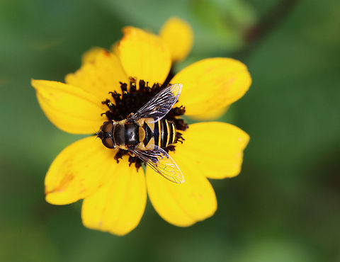 Transverse Flower Fly (Eristalis transversa) TL: ~ 10 mm. Thorax was gray and black; bright yellow scutellum and banding pattern on the abdomen.

Habitat: garden Eristalis,Eristalis transversa,Geotagged,Summer,Syrphid fly,Syrphidae,Transverse Flower Fly,United States,flower fly,fly