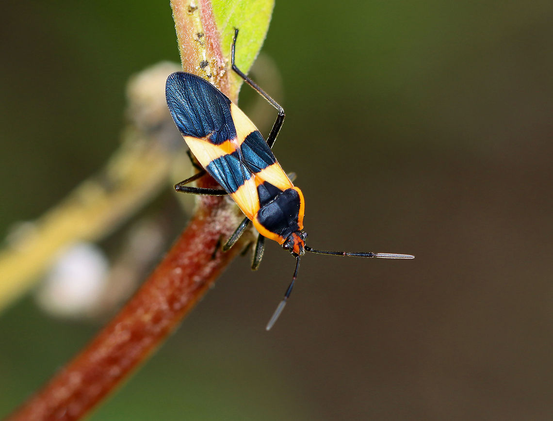 Milkweed Beetle - Oncopeltus fasciatus Habitat: Garden Geotagged,Large milkweed bug,Oncopeltus,Oncopeltus fasciatus,Summer,United States,bug,milkweed bug