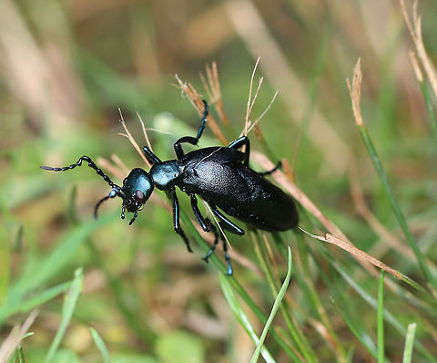 Oil Beetle - Meloe sp. I think this is Meloe impressus, but have some doubts. So, I'm leaving it at species for now.

Habitat: Field edge Geotagged,Meloe,Meloe impressus,Summer,United States,beetle,oil beetle