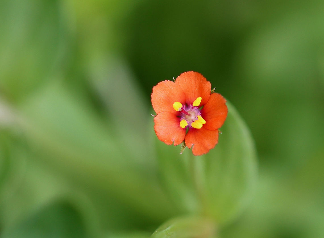 Scarlet Pimpernel - Anagallis arvensis Scarlet pimpernel flowers open only when the sun shines. It has a wide variety of flower colors, including orange, red, and blue. These flowers were growing very low to the ground and were a very vibrant orange color.<br />
<br />
Habitat: Garden Anagallis,Anagallis arvensis,Geotagged,Scarlet pimpernel,Summer,United States