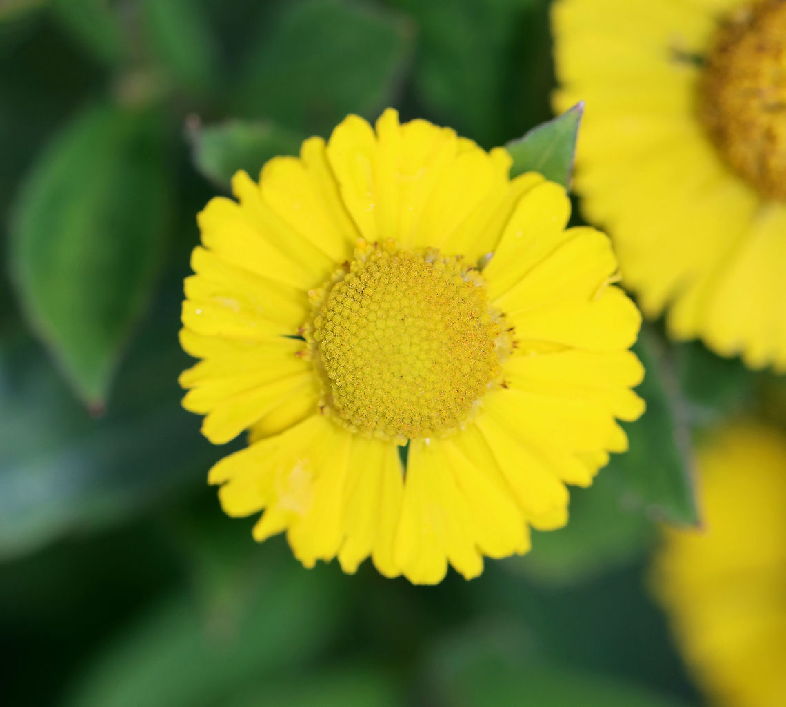 Autumn Sneezeweed - Helenium autumnale Despite its common name, sneezeweed does not commonly cause allergic reactions. Rather, it gets the name &quot;sneezeweed&quot; because Native Americans used a dried powder made from the plant as snuff to induce sneezing in order to relieve congestion.<br />
<br />
Habitat: Garden Common sneezeweed,Geotagged,Helenium,Helenium autumnale,Summer,United States,sneezeweed