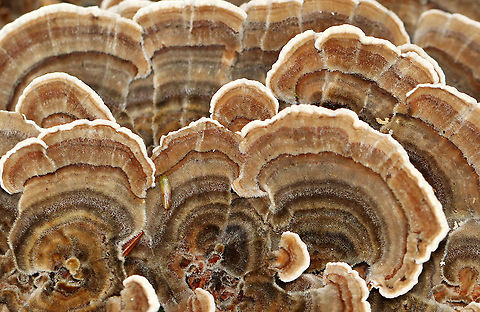 Turkey Tail - Trametes versicolor Habitat: Rotting wood; mixed forest
https://www.jungledragon.com/image/111508/turkey_tail_-_trametes_versicolor.html Geotagged,Summer,Trametes,Trametes versicolor,Turkey Tail,United States,fungus