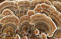 Turkey Tail - Trametes versicolor Habitat: Rotting wood; mixed forest<br />
https://www.jungledragon.com/image/111508/turkey_tail_-_trametes_versicolor.html Geotagged,Summer,Trametes,Trametes versicolor,Turkey Tail,United States,fungus