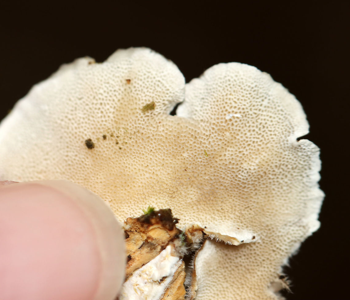 Turkey Tail - Trametes versicolor Habitat: Rotting wood; mixed forest<br />
<figure class="photo"><a href="https://www.jungledragon.com/image/111507/turkey_tail_-_trametes_versicolor.html" title="Turkey Tail - Trametes versicolor"><img src="https://s3.amazonaws.com/media.jungledragon.com/images/3232/111507_thumb.jpg?AWSAccessKeyId=05GMT0V3GWVNE7GGM1R2&Expires=1759968010&Signature=Ot3IokcYBD3TFYaUtO%2FscF7c83U%3D" width="200" height="132" alt="Turkey Tail - Trametes versicolor Habitat: Rotting wood; mixed forest<br />
https://www.jungledragon.com/image/111508/turkey_tail_-_trametes_versicolor.html Geotagged,Summer,Trametes,Trametes versicolor,Turkey Tail,United States,fungus" /></a></figure> Geotagged,Summer,Trametes versicolor,Turkey Tail,United States