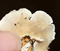 Turkey Tail - Trametes versicolor Habitat: Rotting wood; mixed forest<br />
https://www.jungledragon.com/image/111507/turkey_tail_-_trametes_versicolor.html Geotagged,Summer,Trametes versicolor,Turkey Tail,United States