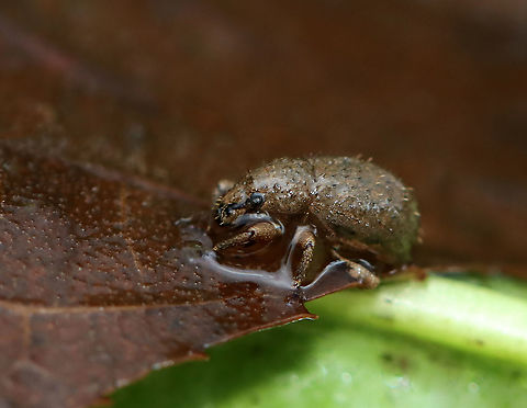 Weevil - Possibly Sciaphilus asperatus or Pantomorus cervinus I found this weevil drowning in a bird bath.

Habitat: Garden Curculionidae,Geotagged,Summer,United States,beetle,weevil