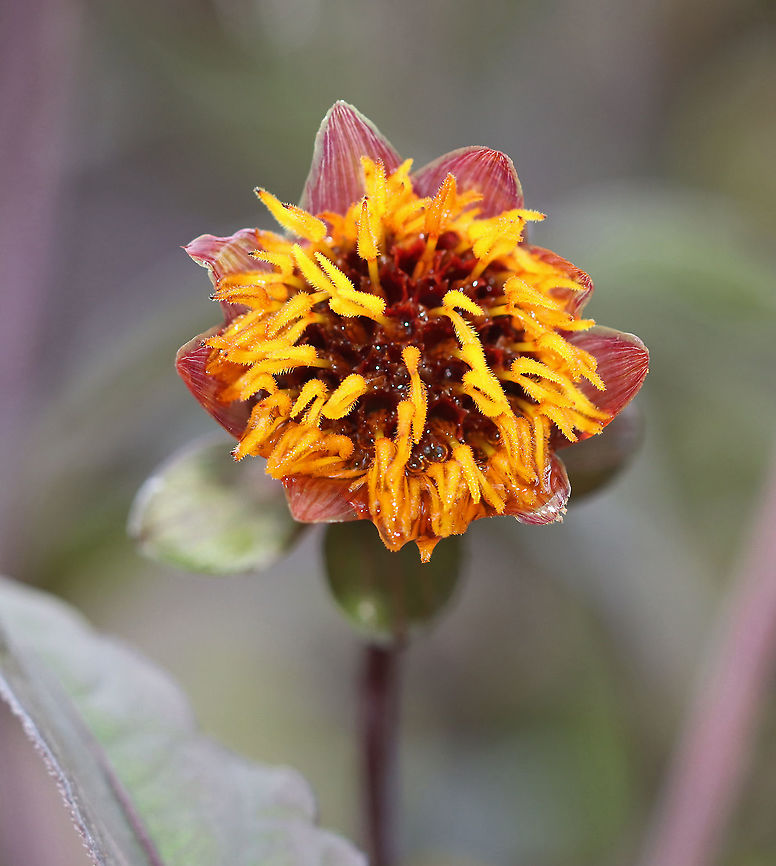Dahlia Hybrid - Dahlia x cultorum The flowers are yellow with red discs and the foliage is dark purple/blackish.<br />
<br />
Habitat: Garden<br />
<figure class="photo"><a href="https://www.jungledragon.com/image/111516/dahlia_hybrid_-_dahlia_x_cultorum.html" title="Dahlia Hybrid - Dahlia x cultorum"><img src="https://s3.amazonaws.com/media.jungledragon.com/images/3232/111516_thumb.jpg?AWSAccessKeyId=05GMT0V3GWVNE7GGM1R2&Expires=1759968010&Signature=os%2FZvMx9Y0PE%2FRo8P5vEkXRVoLg%3D" width="200" height="134" alt="Dahlia Hybrid - Dahlia x cultorum The flowers are yellow with red discs and the foliage is dark purple/blackish.<br />
<br />
Habitat: Garden<br />
https://www.jungledragon.com/image/111515/dahlia_hybrid_-_dahlia_x_cultorum.html<br />
https://www.jungledragon.com/image/111513/dahlia_hybrid_-_dahlia_x_cultorum.html Dahlia,Dahlia x cultorum,Geotagged,Summer,United States" /></a></figure><br />
<figure class="photo"><a href="https://www.jungledragon.com/image/111515/dahlia_hybrid_-_dahlia_x_cultorum.html" title="Dahlia Hybrid - Dahlia x cultorum"><img src="https://s3.amazonaws.com/media.jungledragon.com/images/3232/111515_thumb.jpg?AWSAccessKeyId=05GMT0V3GWVNE7GGM1R2&Expires=1759968010&Signature=pm6TJ9mp3SzMoHCANrV1FWTfK3c%3D" width="102" height="152" alt="Dahlia Hybrid - Dahlia x cultorum The flowers are yellow with red discs and the foliage is dark purple/blackish.<br />
<br />
Habitat: Garden<br />
https://www.jungledragon.com/image/111513/dahlia_hybrid_-_dahlia_x_cultorum.html<br />
https://www.jungledragon.com/image/111516/dahlia_hybrid_-_dahlia_x_cultorum.html Dahlia,Dahlia x cultorum,Geotagged,Summer,United States" /></a></figure> Dahlia,Dahlia Hybrid,Dahlia x cultorum,Geotagged,Summer,United States