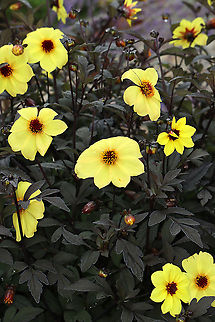 Dahlia Hybrid - Dahlia x cultorum The flowers are yellow with red discs and the foliage is dark purple/blackish.

Habitat: Garden
https://www.jungledragon.com/image/111513/dahlia_hybrid_-_dahlia_x_cultorum.html
https://www.jungledragon.com/image/111516/dahlia_hybrid_-_dahlia_x_cultorum.html Dahlia,Dahlia x cultorum,Geotagged,Summer,United States