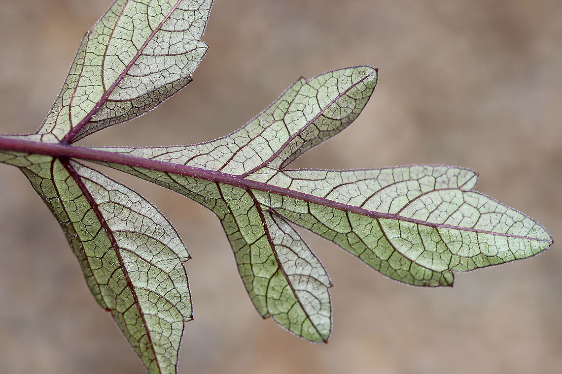 Dahlia Hybrid - Dahlia x cultorum The flowers are yellow with red discs and the foliage is dark purple/blackish.<br />
<br />
Habitat: Garden<br />
<figure class="photo"><a href="https://www.jungledragon.com/image/111515/dahlia_hybrid_-_dahlia_x_cultorum.html" title="Dahlia Hybrid - Dahlia x cultorum"><img src="https://s3.amazonaws.com/media.jungledragon.com/images/3232/111515_thumb.jpg?AWSAccessKeyId=05GMT0V3GWVNE7GGM1R2&Expires=1769040010&Signature=TtQ45hykhlBE9DR8JzVFB8YgOJk%3D" width="102" height="152" alt="Dahlia Hybrid - Dahlia x cultorum The flowers are yellow with red discs and the foliage is dark purple/blackish.<br />
<br />
Habitat: Garden<br />
https://www.jungledragon.com/image/111513/dahlia_hybrid_-_dahlia_x_cultorum.html<br />
https://www.jungledragon.com/image/111516/dahlia_hybrid_-_dahlia_x_cultorum.html Dahlia,Dahlia x cultorum,Geotagged,Summer,United States" /></a></figure><br />
<figure class="photo"><a href="https://www.jungledragon.com/image/111513/dahlia_hybrid_-_dahlia_x_cultorum.html" title="Dahlia Hybrid - Dahlia x cultorum"><img src="https://s3.amazonaws.com/media.jungledragon.com/images/3232/111513_thumb.jpg?AWSAccessKeyId=05GMT0V3GWVNE7GGM1R2&Expires=1769040010&Signature=6%2FFZphigXrDNmmpDJ8ekaJZhlm4%3D" width="138" height="152" alt="Dahlia Hybrid - Dahlia x cultorum The flowers are yellow with red discs and the foliage is dark purple/blackish.<br />
<br />
Habitat: Garden<br />
https://www.jungledragon.com/image/111516/dahlia_hybrid_-_dahlia_x_cultorum.html<br />
https://www.jungledragon.com/image/111515/dahlia_hybrid_-_dahlia_x_cultorum.html Dahlia,Dahlia Hybrid,Dahlia x cultorum,Geotagged,Summer,United States" /></a></figure> Dahlia,Dahlia x cultorum,Geotagged,Summer,United States