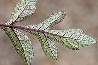 Dahlia Hybrid - Dahlia x cultorum The flowers are yellow with red discs and the foliage is dark purple/blackish.<br />
<br />
Habitat: Garden<br />
https://www.jungledragon.com/image/111515/dahlia_hybrid_-_dahlia_x_cultorum.html<br />
https://www.jungledragon.com/image/111513/dahlia_hybrid_-_dahlia_x_cultorum.html Dahlia,Dahlia x cultorum,Geotagged,Summer,United States