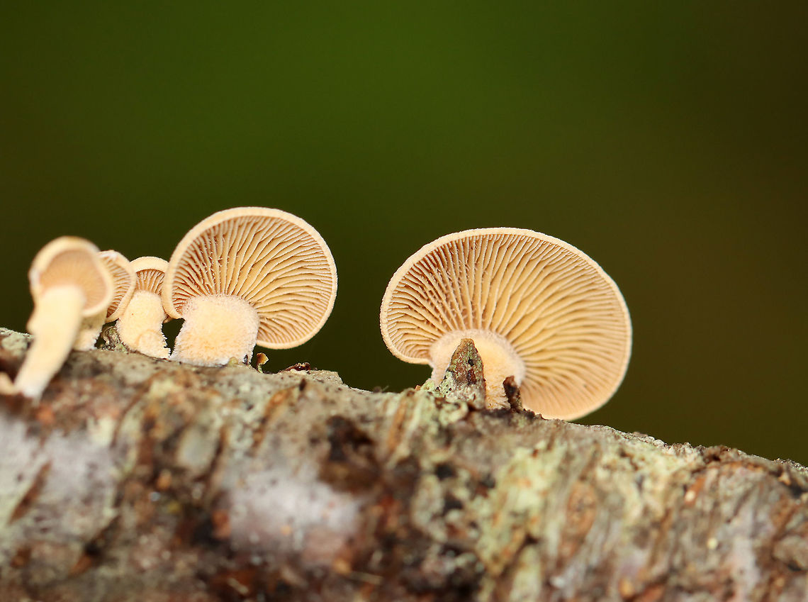 Bitter Oyster - Panellus stipticus Habitat: Growing on rotting wood in a mixed forest Bitter oyster,Geotagged,Panellus,Panellus stipticus,Summer,United States,fungi,fungus,mushroom