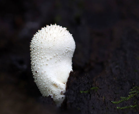 Gem-studded Puffball - Lycoperdon perlatum White puffball with a prominent stem/stalk and a rounded top. They are covered with spines when young. At maturity, they develop a central perforation through which spores are released by rain and wind. The interior is completely white and homogenous.

Habitat: Growing on rotting wood in a mixed forest
https://www.jungledragon.com/image/111522/gem-studded_puffball_-_lycoperdon_perlatum.html Common puffball,Geotagged,Lycoperdon,Lycoperdon perlatum,Summer,United States,puffball