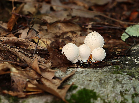 Gem-studded Puffball - Lycoperdon perlatum White puffball with a prominent stem/stalk and a rounded top. They are covered with spines when young. At maturity, they develop a central perforation through which spores are released by rain and wind. The interior is completely white and homogenous.

Habitat: Growing on rotting wood in a mixed forest
https://www.jungledragon.com/image/111520/gem-studded_puffball_-_lycoperdon_perlatum.html Common puffball,Geotagged,Lycoperdon perlatum,Summer,United States,puffball