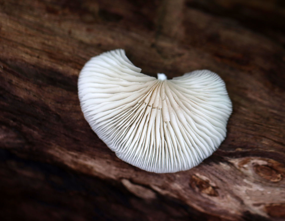 Crepidotus sp. Small, white, fragile fruiting bodies growing on rotting wood in a mostly deciduous forest<br />
<figure class="photo"><a href="https://www.jungledragon.com/image/111524/crepidotus_sp.html" title="Crepidotus sp."><img src="https://s3.amazonaws.com/media.jungledragon.com/images/3232/111524_thumb.jpg?AWSAccessKeyId=05GMT0V3GWVNE7GGM1R2&Expires=1759968010&Signature=AvanXnByR3O6dteAEHDf54aiKrg%3D" width="200" height="160" alt="Crepidotus sp. Small, white, fragile fruiting bodies growing on rotting wood in a mostly deciduous forest<br />
https://www.jungledragon.com/image/111523/crepidotus_sp.html Geotagged,Summer,United States" /></a></figure> Crepidotus,Geotagged,Summer,United States,fungus,mushroom