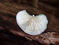Crepidotus sp. Small, white, fragile fruiting bodies growing on rotting wood in a mostly deciduous forest<br />
https://www.jungledragon.com/image/111524/crepidotus_sp.html Crepidotus,Geotagged,Summer,United States,fungus,mushroom