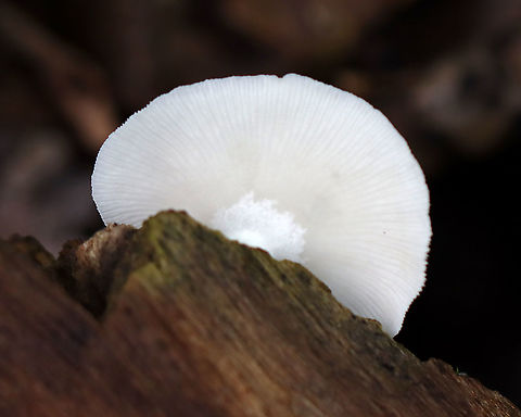 Crepidotus sp. Small, white, fragile fruiting bodies growing on rotting wood in a mostly deciduous forest
https://www.jungledragon.com/image/111523/crepidotus_sp.html Geotagged,Summer,United States