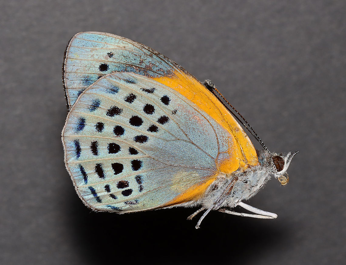 Dotted Glory - Asterope markii I have it in the relaxing chamber today and will post a photo of it with spread wings later this week.<br />
<br />
Native to South America.<br />
<br />
*This specimen is part of my insect collection. Asterope,Asterope markii,Dotted glory,Geotagged,Spring,United States,butterfly,nymphalidae
