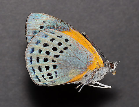 Dotted Glory - Asterope markii I have it in the relaxing chamber today and will post a photo of it with spread wings later this week.
Native to South America.
*This specimen is part of my insect collection. Asterope,Asterope markii,Dotted glory,Geotagged,Spring,United States,butterfly,nymphalidae
