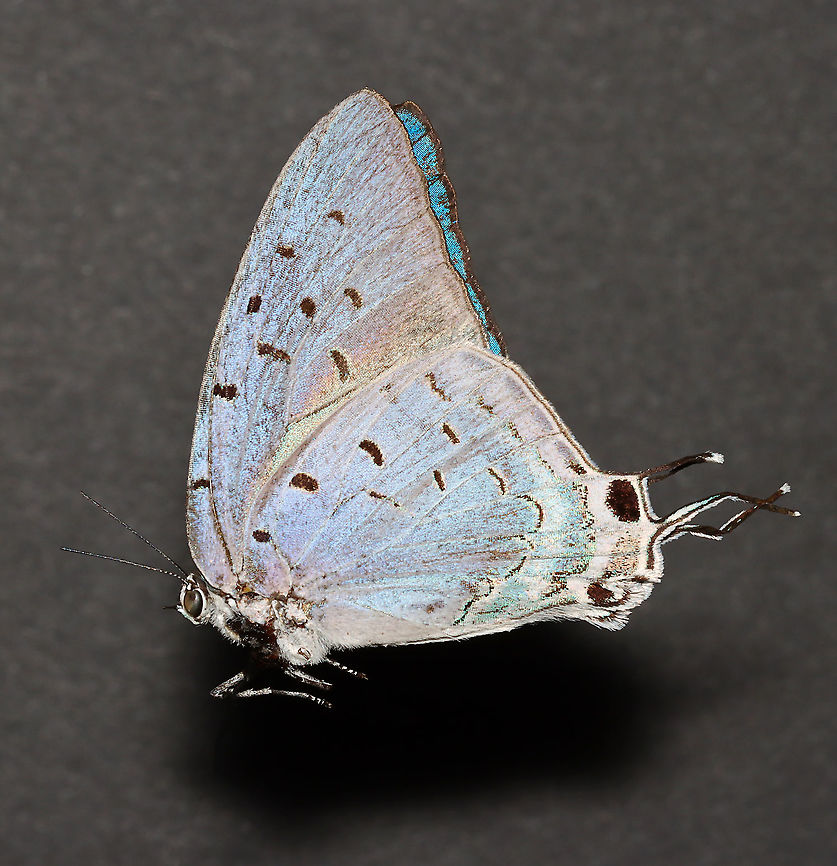 Sky-blue Hairstreak - Pseudolycaena damo I have it in the relaxing chamber today and will post a photo of it with spread wings later this week.<br />
<br />
Native to Central and South America.<br />
<br />
*This specimen is part of my insect collection. Geotagged,Pseudolycaena,Pseudolycaena damo,Sky-blue Hairstreak,Sky-blue hairstreak,Spring,United States,butterfly,hairstreak