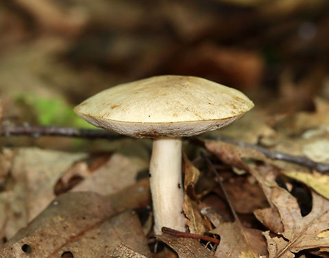 Birch Bolete - Leccinum scabrum Habitat: Mixed forest
https://www.jungledragon.com/image/111605/birch_bolete_-_leccinum_scabrum.html Birch bolete,Geotagged,Leccinum,Leccinum scabrum,Summer,United States,fungus,mushroom