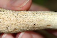 Birch Bolete - Leccinum scabrum Habitat: Mixed forest<br />
https://www.jungledragon.com/image/111604/birch_bolete_-_leccinum_scabrum.html Birch bolete,Geotagged,Leccinum scabrum,Summer,United States